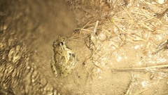 Fejervarya cancrivora