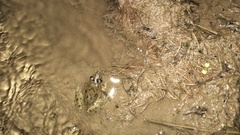 Fejervarya cancrivora