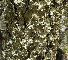 Canoparmelia texana