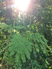 Leucaena