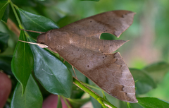 Pachylioides resumens