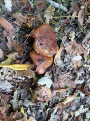 Cortinarius glaucopus