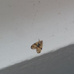 Bothriocera