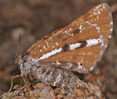 Bupalus piniaria