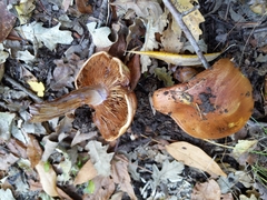 Cortinarius glaucopus