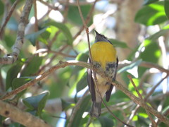 Coereba flaveola