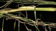 Dendrelaphis pictus