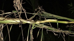 Dendrelaphis pictus