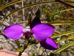 Polygala