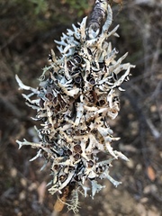 Hypogymnia heterophylla image