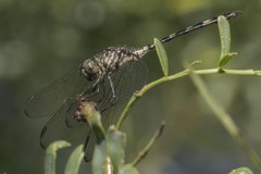 Dythemis nigrescens