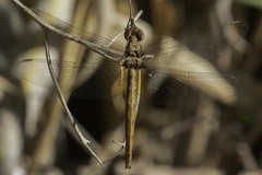 Macrothemis inacuta
