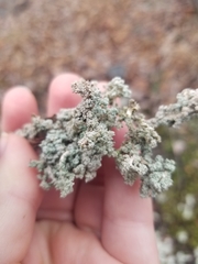 Stereocaulon saxatile