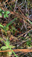 Dionaea muscipula