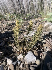 Castilleja viscidula