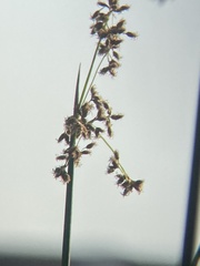 Schoenoplectus californicus