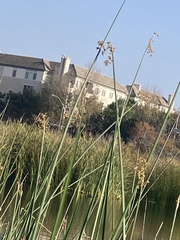 Schoenoplectus californicus