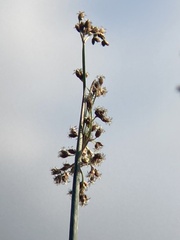 Schoenoplectus californicus