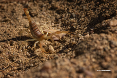 Hadrurus concolorous