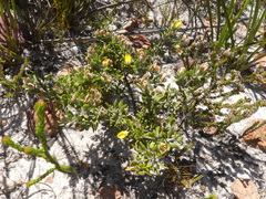 Aspalathus marginata