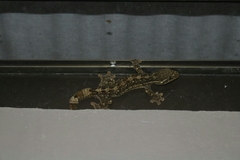 Thecadactylus