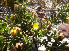 Aspalathus marginata