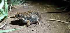 Physalaemus biligonigerus
