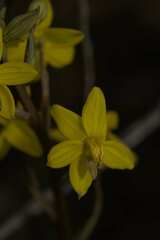 Cyanella lutea