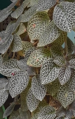 Episcia cupreata