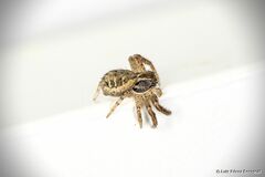 Xysticus
