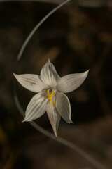 Cyanella alba