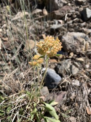 Eriogonum flavum