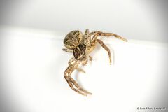 Xysticus