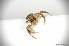 Xysticus