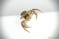 Xysticus