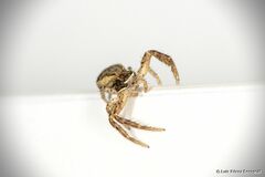 Xysticus