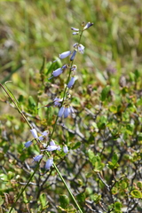 Adenophora triphylla