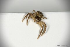 Xysticus