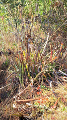Sarracenia