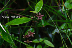 Vincetoxicum silvestre