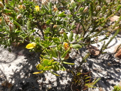 Aspalathus marginata