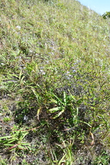 Adenophora triphylla