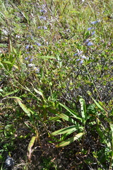 Adenophora triphylla