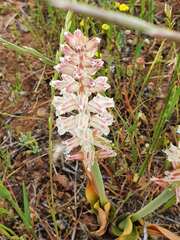 Lachenalia