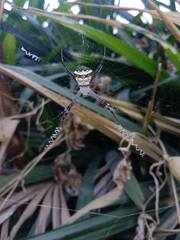 Argiope anasuja