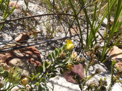 Aspalathus marginata