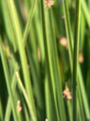 Schoenoplectus californicus