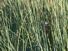 Schoenoplectus californicus