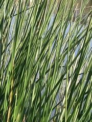 Schoenoplectus californicus