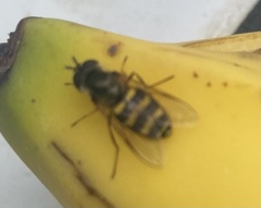 Metasyrphus